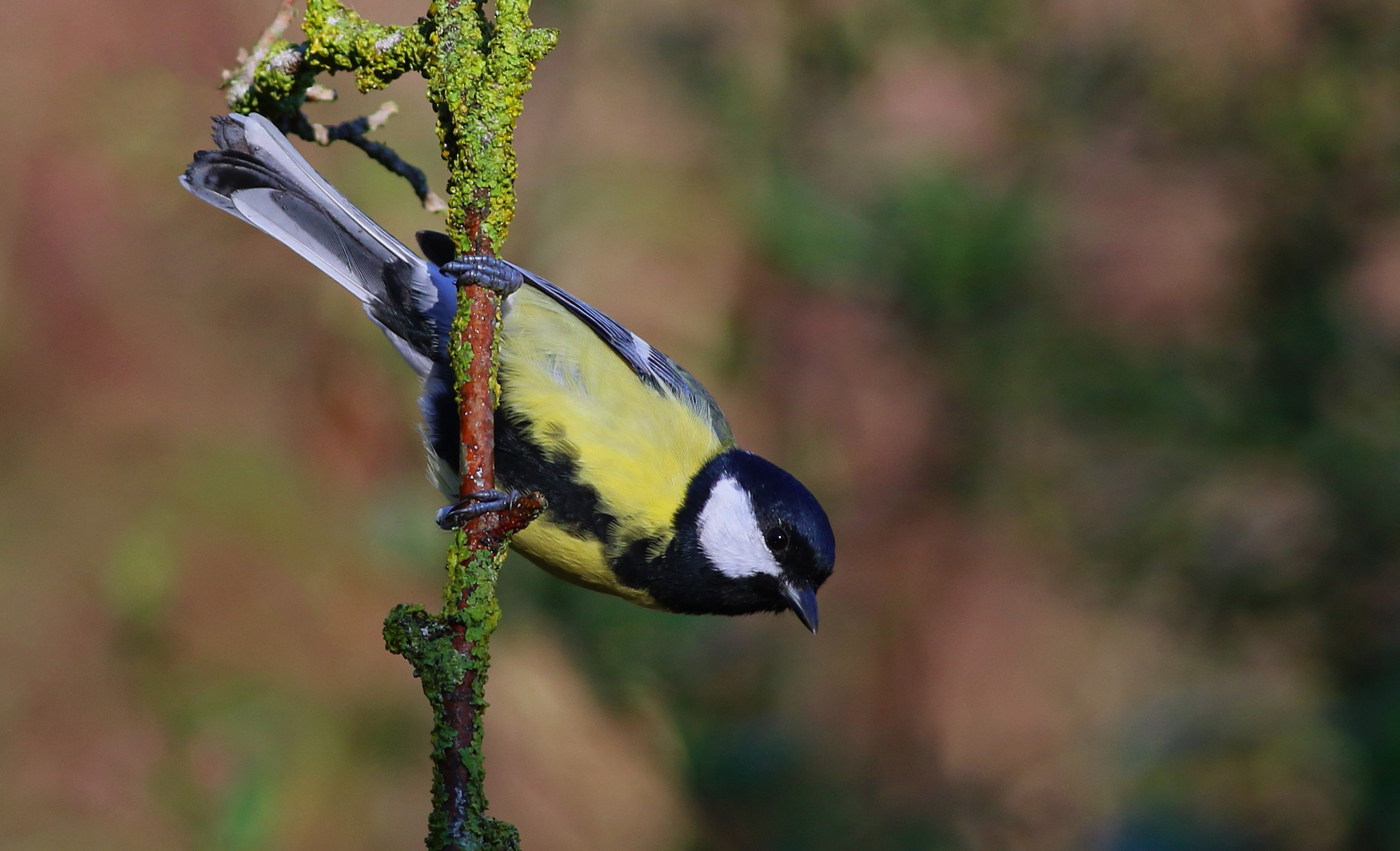 Great Tit